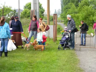 Psíci přicházejí