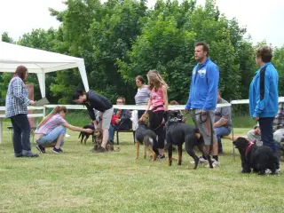 Kategorie "Junior", zleva: Niki,Britney,Dexter..
