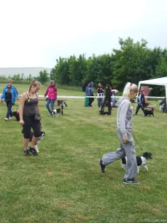 Fenky-voříšci do 40 cm