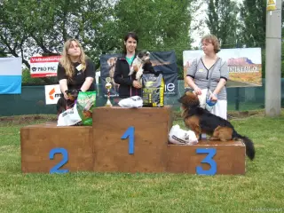 Kategorie "Psi-voříšci do 40 cm": 1.místo Dustin z Jirkova, 2.místo Chip z útulku Bona a 3.místo Tobiáš z Odol.Vody.