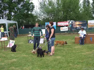Pejskové k adopci z o.s. Naděje pro čtyři packy.