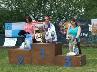 Fenky -voříšci nad 40 cm: 1.místo Ellis, 2.místo Amy a 3.místo Bekky