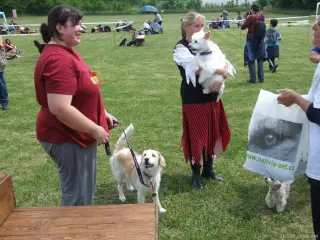 Nejstarší pejskové výstavy - Max a Fido ,oběma je 14,5 roku.Pánové, vypadáte velmi, velmi dobře.