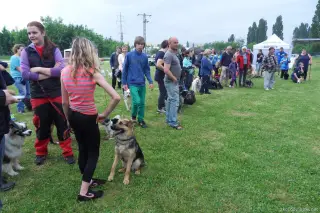 Velké psí rojení