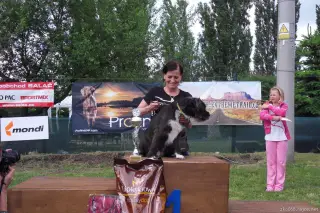 Adam je Štětský voříšek 2014