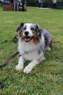 Bailey