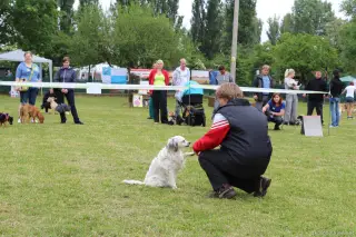 24.5.2014 - Štětský voříšek 2014 – fotografie 274