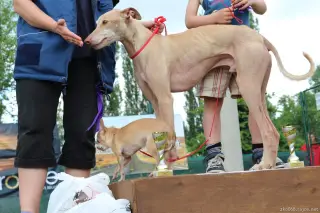 Jasper a Sisi - canisterapeuti.